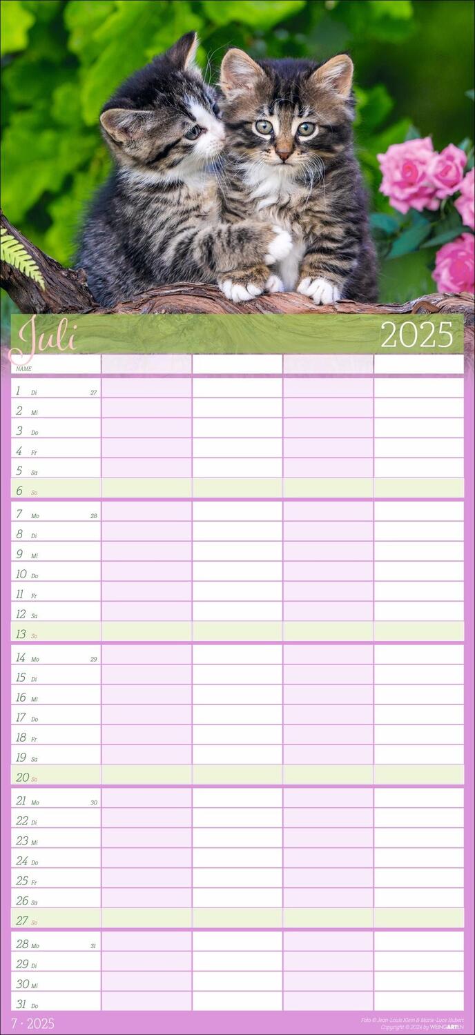 Bild: 9783839901038 | Cool Cats Familienplaner 2025 | Kalender | Spiralbindung | 15 S.