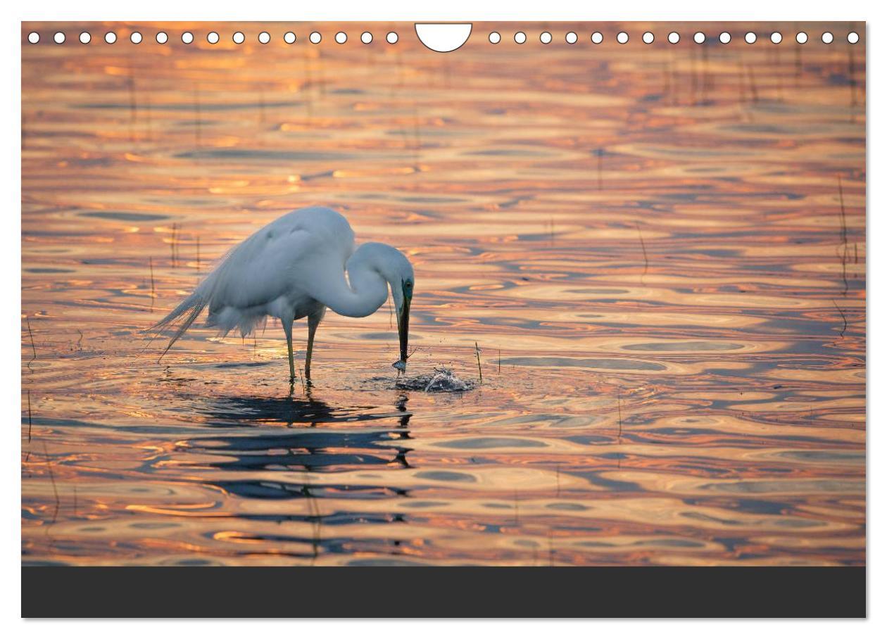 Bild: 9783435492695 | Natur erleben Seewinkel-Neusiedlersee (Wandkalender 2025 DIN A4...