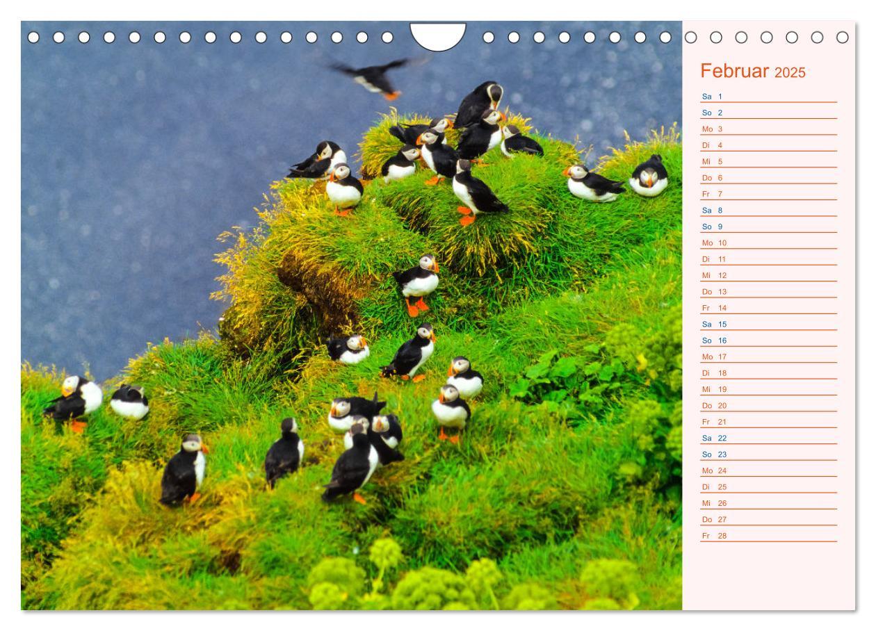 Bild: 9783435064489 | Papageitaucher auf Island (Wandkalender 2025 DIN A4 quer), CALVENDO...