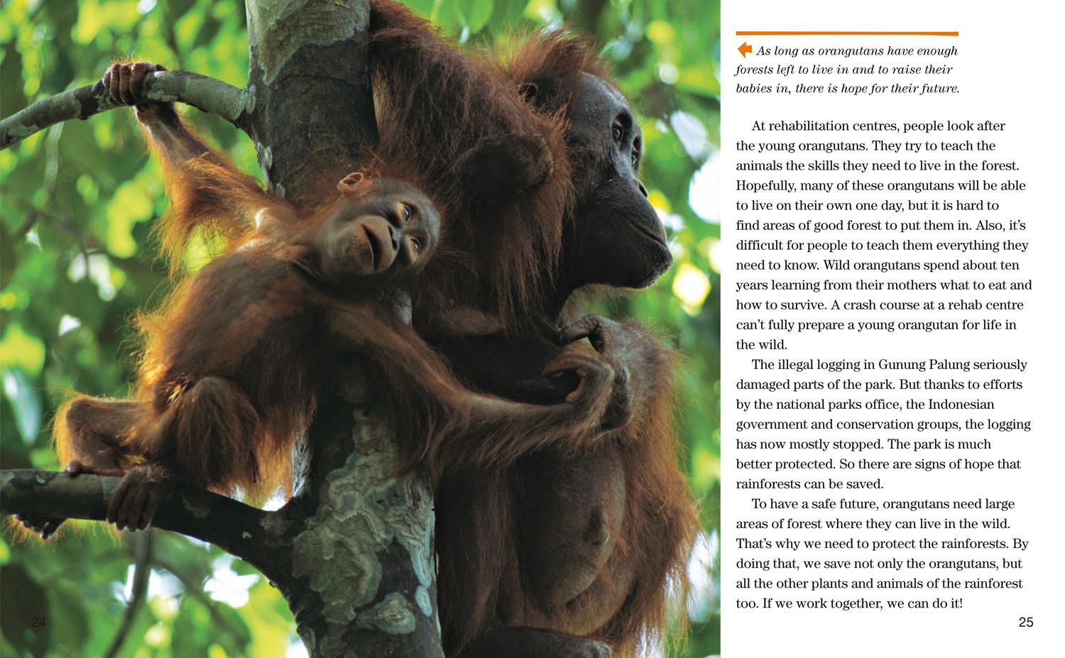 Bild: 9780008358075 | Face to Face with Orangutans | Level 5 | Cheryl Knott (u. a.) | Buch