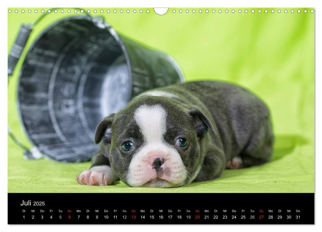 Bild: 9783435613892 | Colored Boston Terrier 2025 (Wandkalender 2025 DIN A3 quer),...