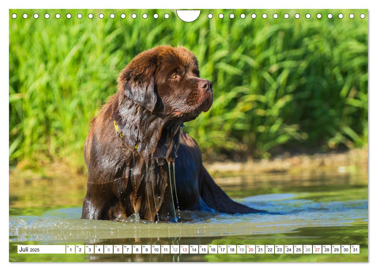 Bild: 9783435311286 | Neufundländer - Ein bärenstarker Freund (Wandkalender 2025 DIN A4...