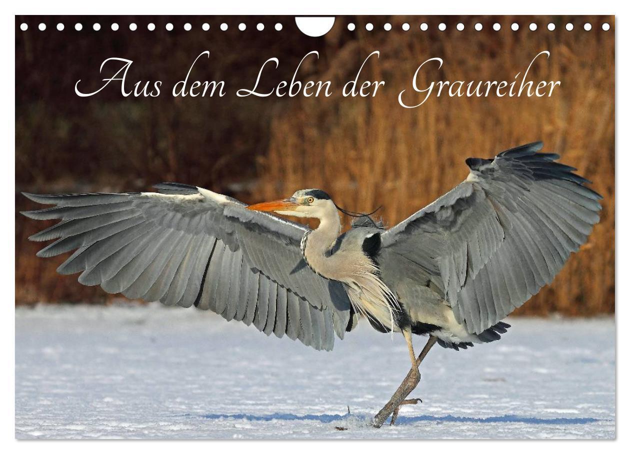 Cover: 9783435563067 | Aus dem Leben der Graureiher (Wandkalender 2025 DIN A4 quer),...