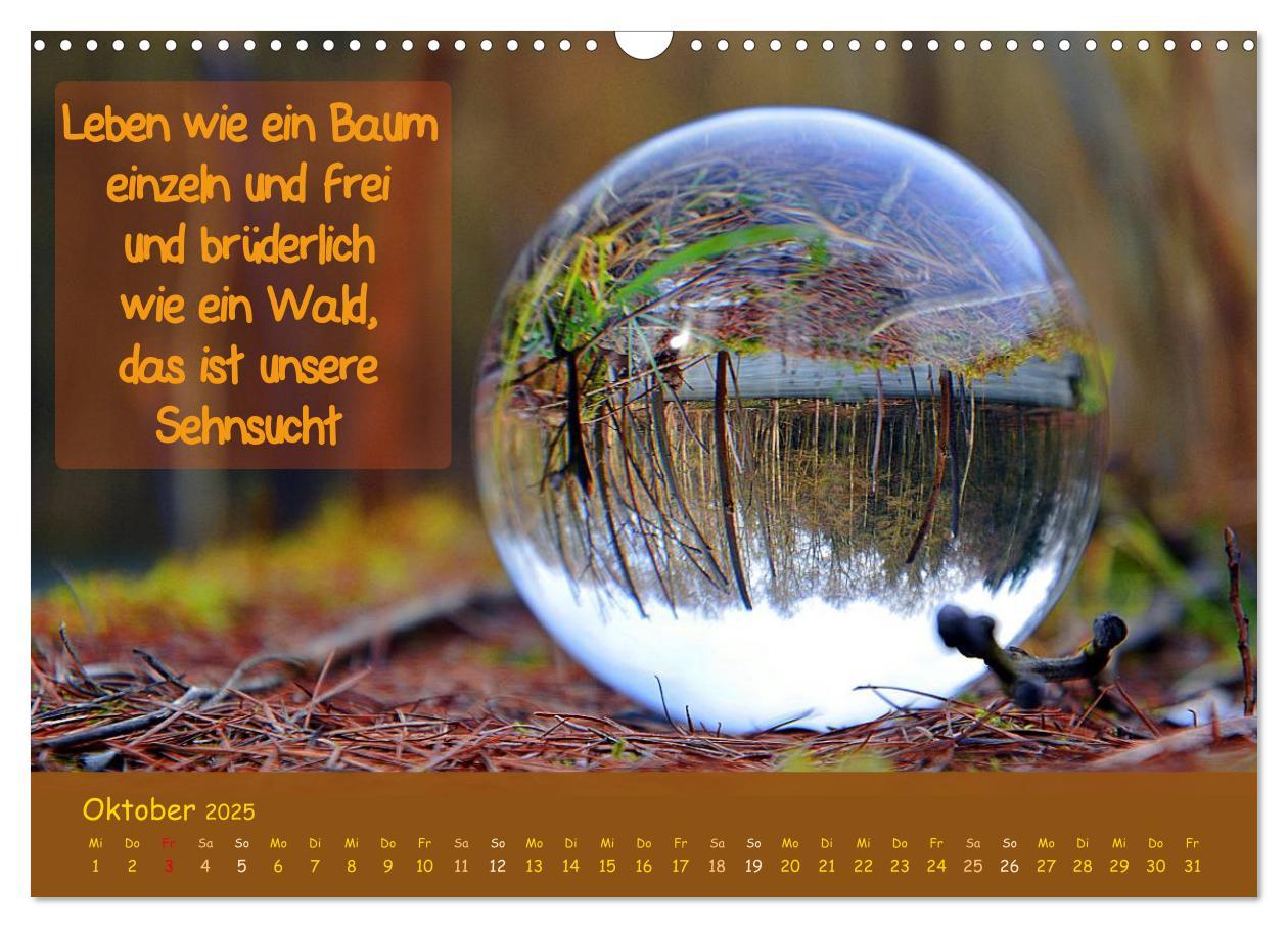 Bild: 9783435486960 | Wunderbare Waldkugeln (Wandkalender 2025 DIN A3 quer), CALVENDO...