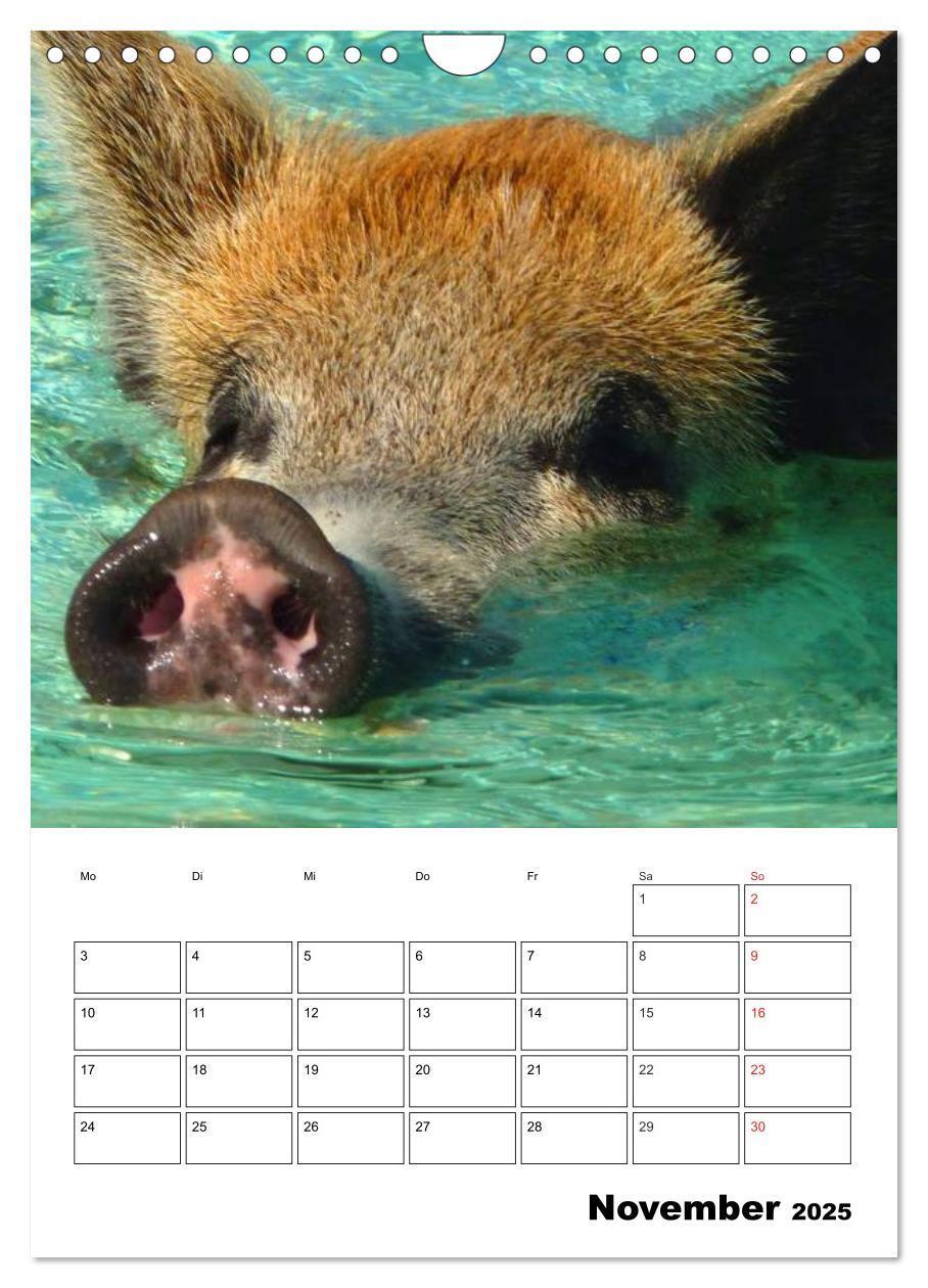 Bild: 9783457024799 | Schweine auf den Bahamas! (Wandkalender 2025 DIN A4 hoch), CALVENDO...