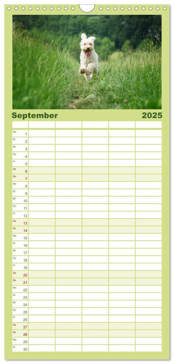 Bild: 9783457125427 | Familienplaner 2025 - Pudel mit 5 Spalten (Wandkalender, 21 x 45...