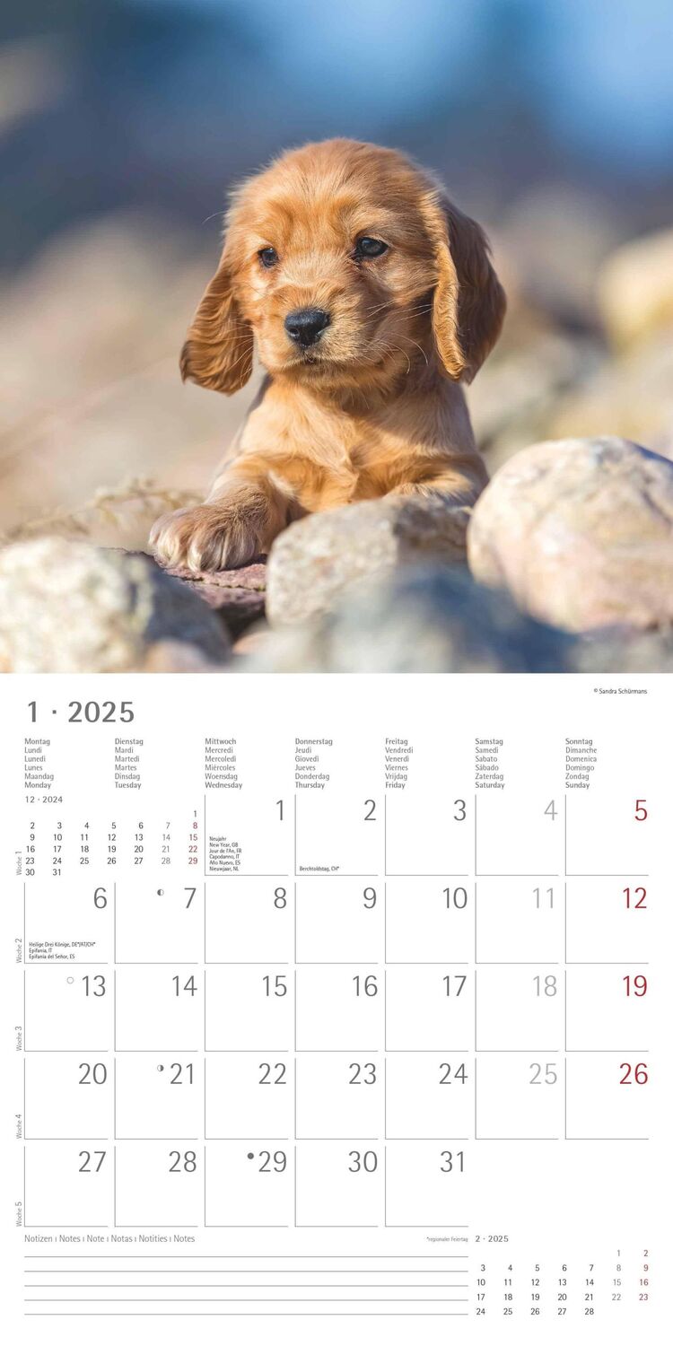 Bild: 4251732340650 | Hunde 2025 - Broschürenkalender 30x30 cm (30x60 geöffnet) -...