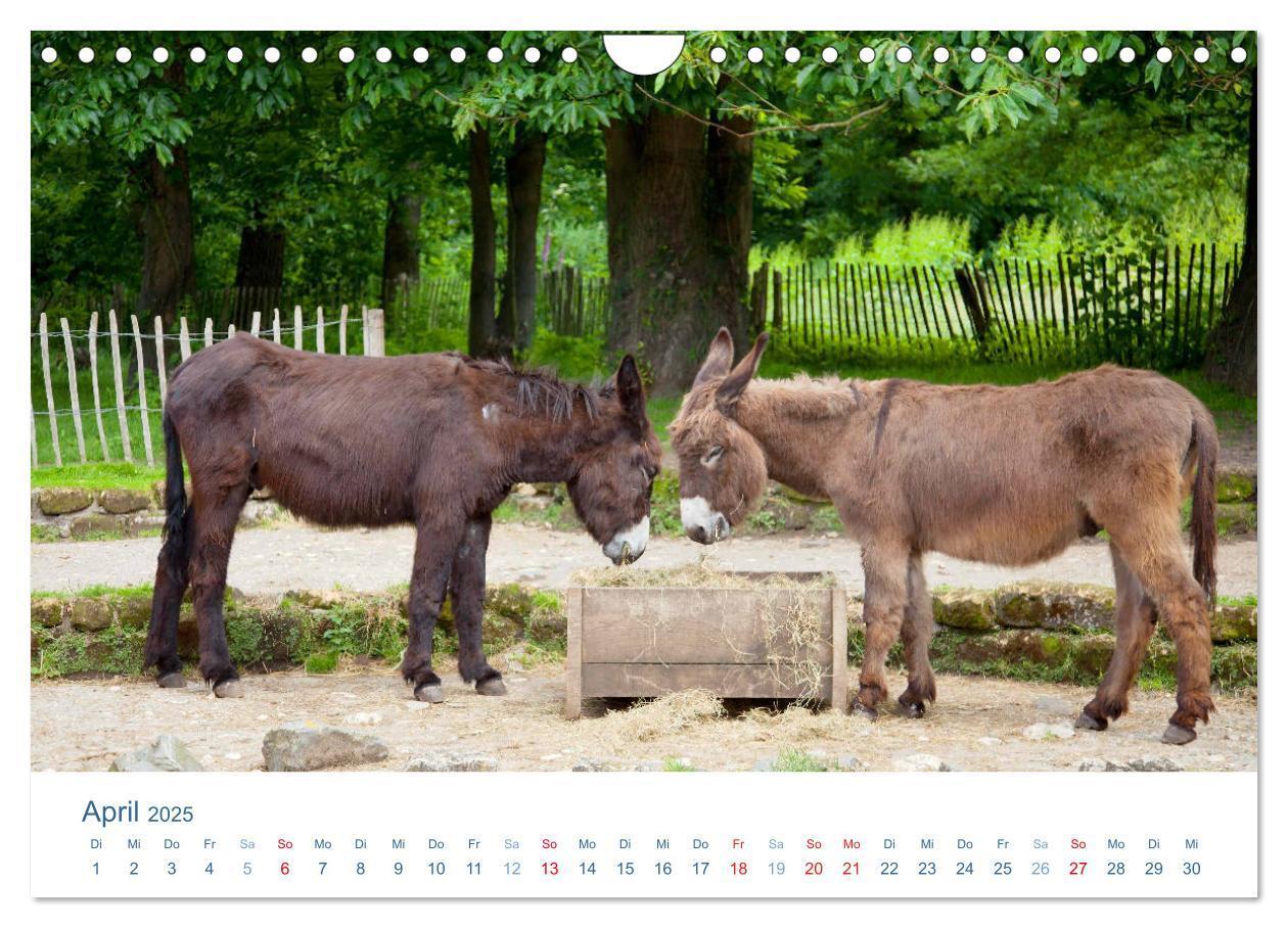 Bild: 9783435494507 | Tierisches Leben auf dem Bauernhof 2025 (Wandkalender 2025 DIN A4...