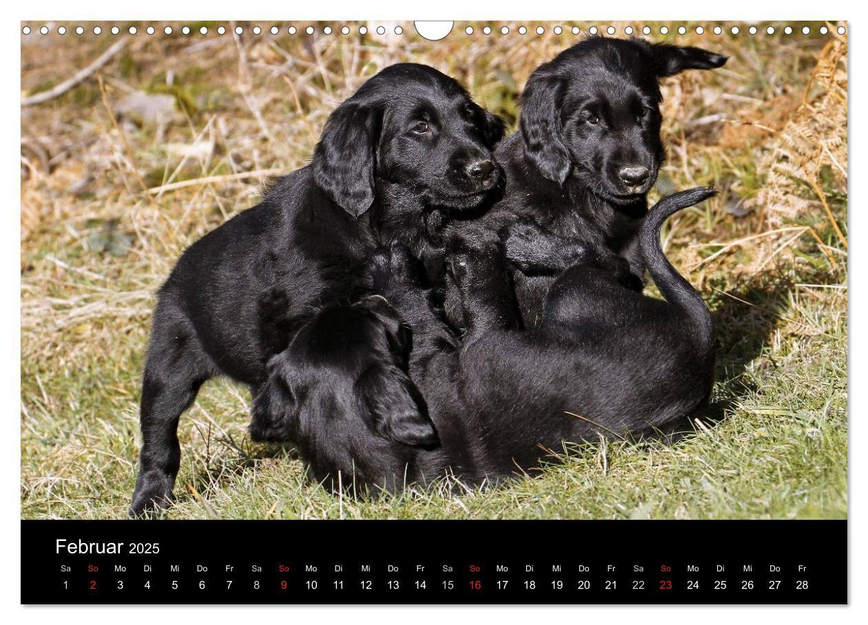 Bild: 9783435726066 | Flatcoated Retriever (Wandkalender 2025 DIN A3 quer), CALVENDO...