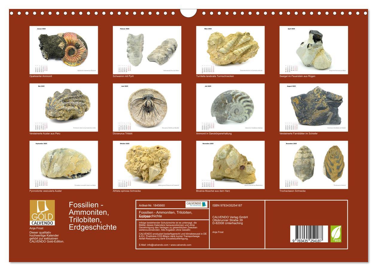 Bild: 9783435254187 | Fossilien - Ammoniten, Trilobiten, Erdgeschichte (Wandkalender 2025...