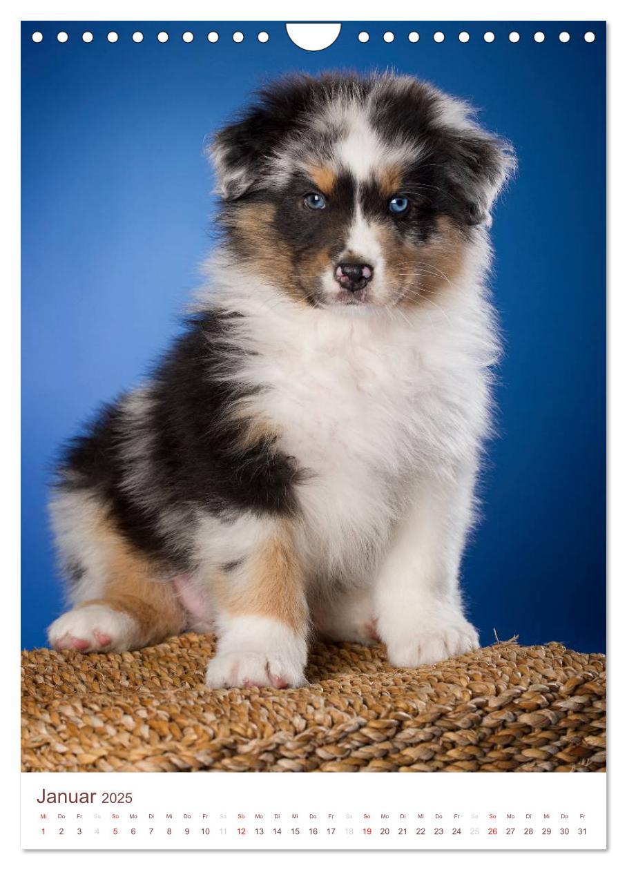 Bild: 9783457065143 | Australian Shepherds (Wandkalender 2025 DIN A4 hoch), CALVENDO...