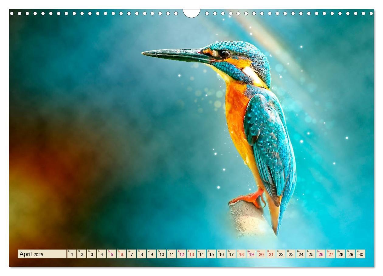 Bild: 9783435333684 | Wunderschöner Eisvogel (Wandkalender 2025 DIN A3 quer), CALVENDO...