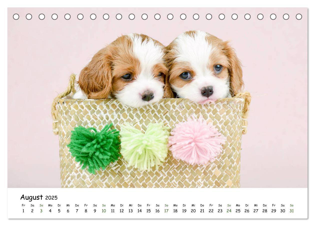 Bild: 9783435322923 | Baby Pfoten (Tischkalender 2025 DIN A5 quer), CALVENDO Monatskalender