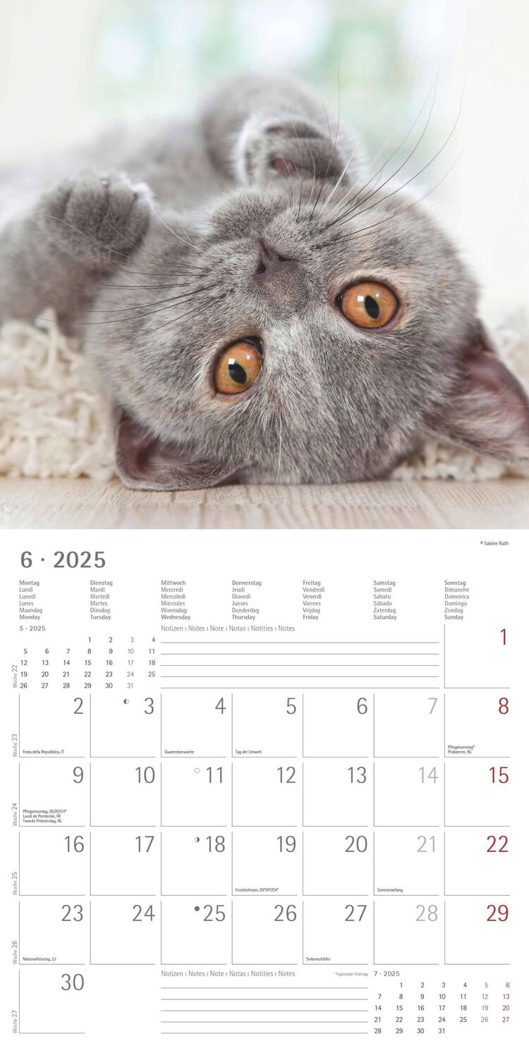 Bild: 4251732340674 | Katzen 2025 - Broschürenkalender 30x30 cm (30x60 geöffnet) -...