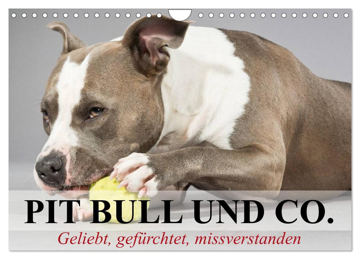 Cover: 9783435658879 | Pit Bull und Co. - Geliebt, gefürchtet, missverstanden...