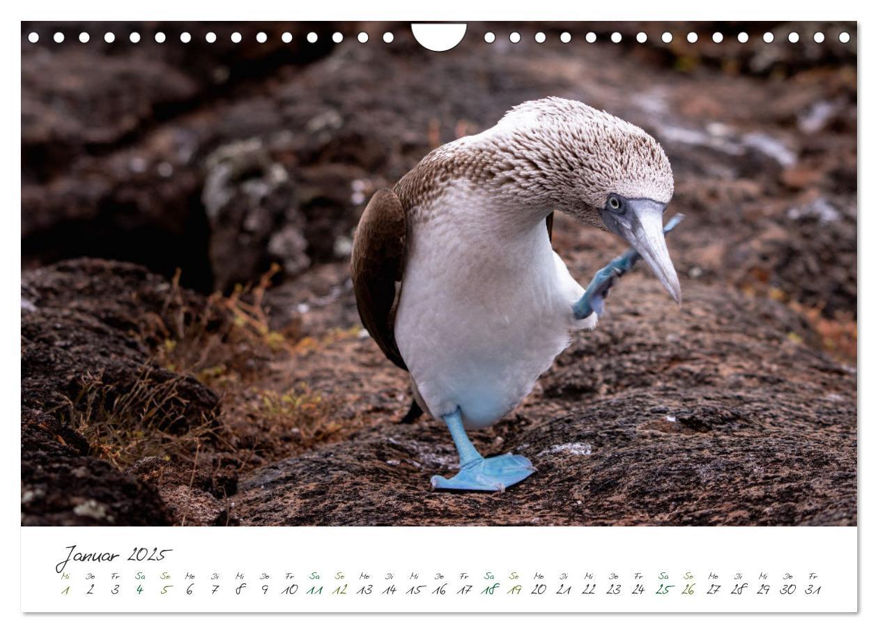 Bild: 9783383854200 | Wildes Galapagos - Die Tiere der Galapagos Inseln (Wandkalender...