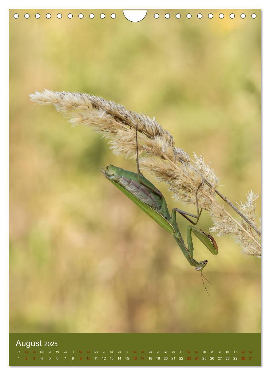 Bild: 9783435984558 | Die Gottesanbeterin. Räuber der Insektenwelt. (Wandkalender 2025...