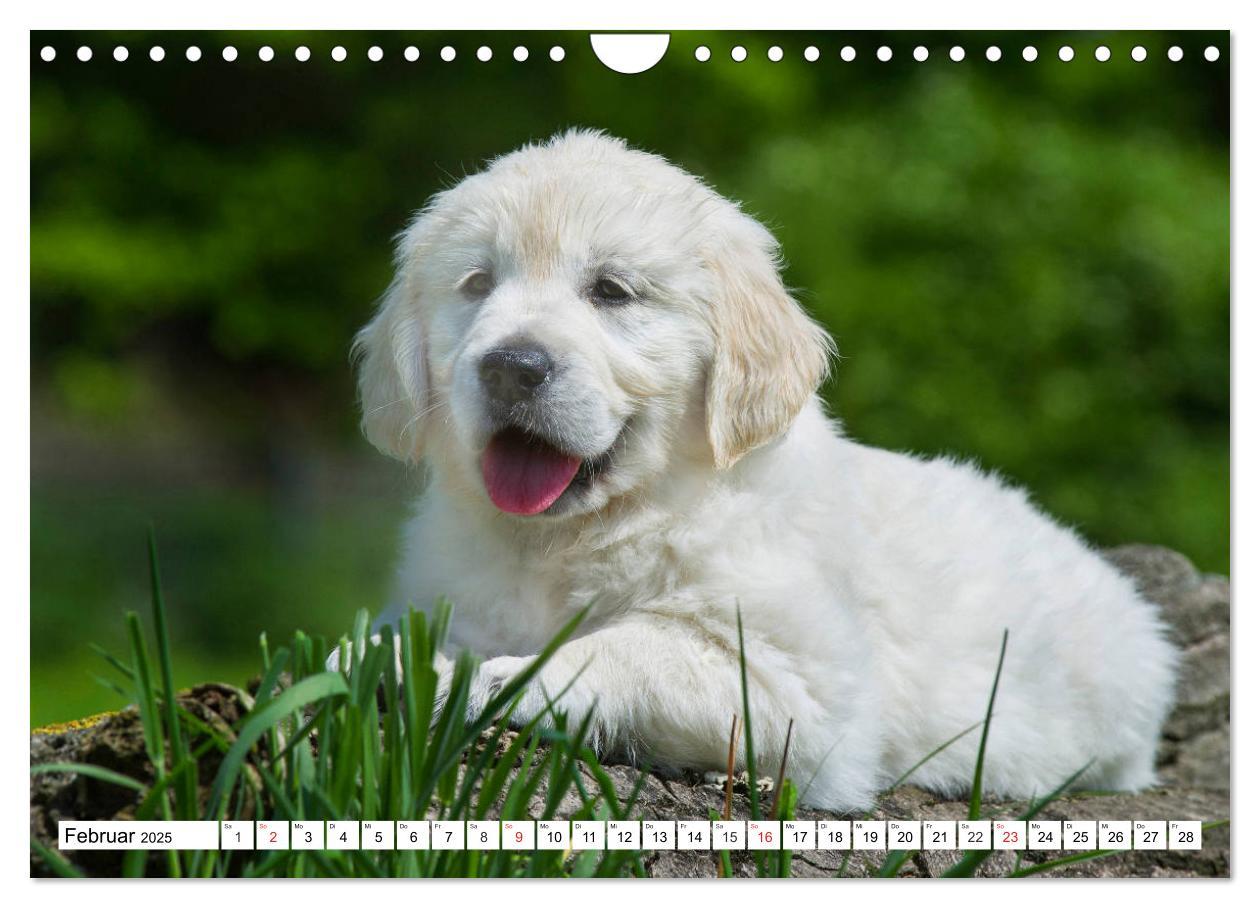 Bild: 9783435214181 | Goldige Herzensbrecher - Golden Retriever Welpen (Wandkalender 2025...