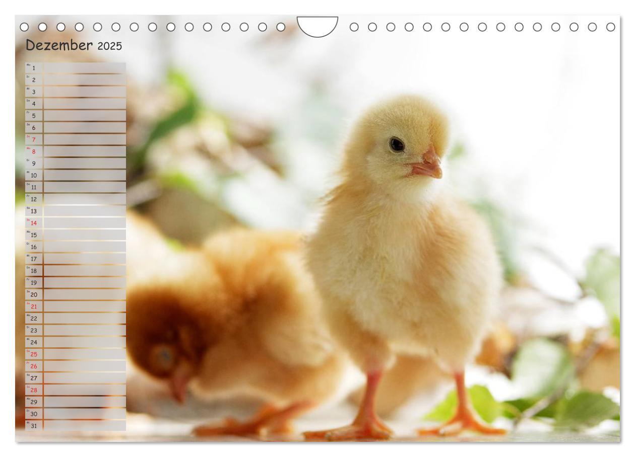 Bild: 9783435587865 | Tierisches aus der Küken-Welt (Wandkalender 2025 DIN A4 quer),...