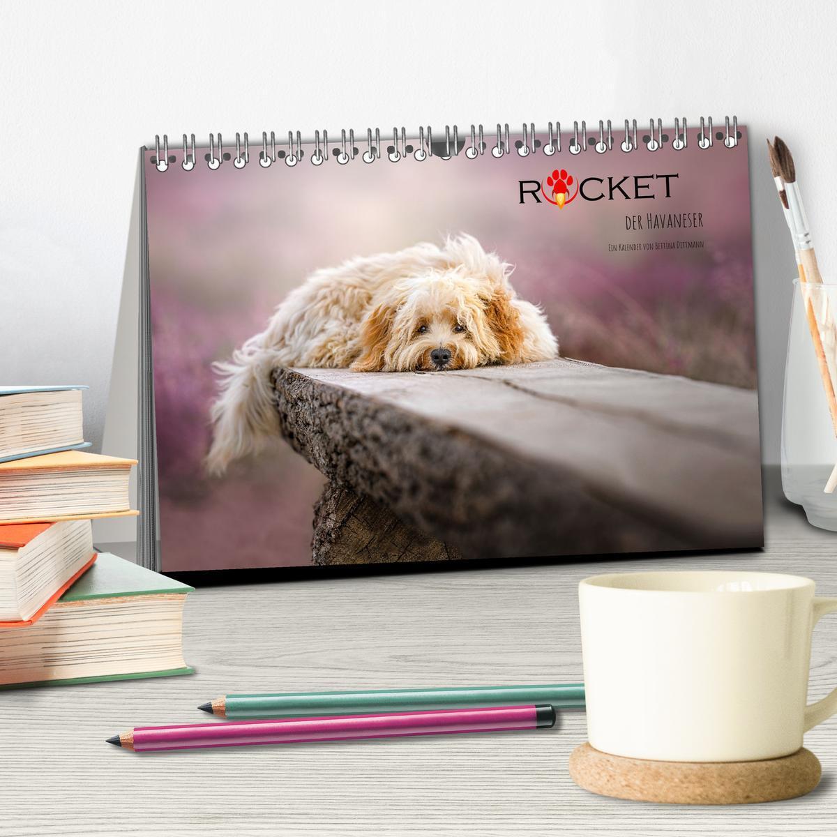 Bild: 9783435033096 | Rocket der Havaneser (Tischkalender 2025 DIN A5 quer), CALVENDO...