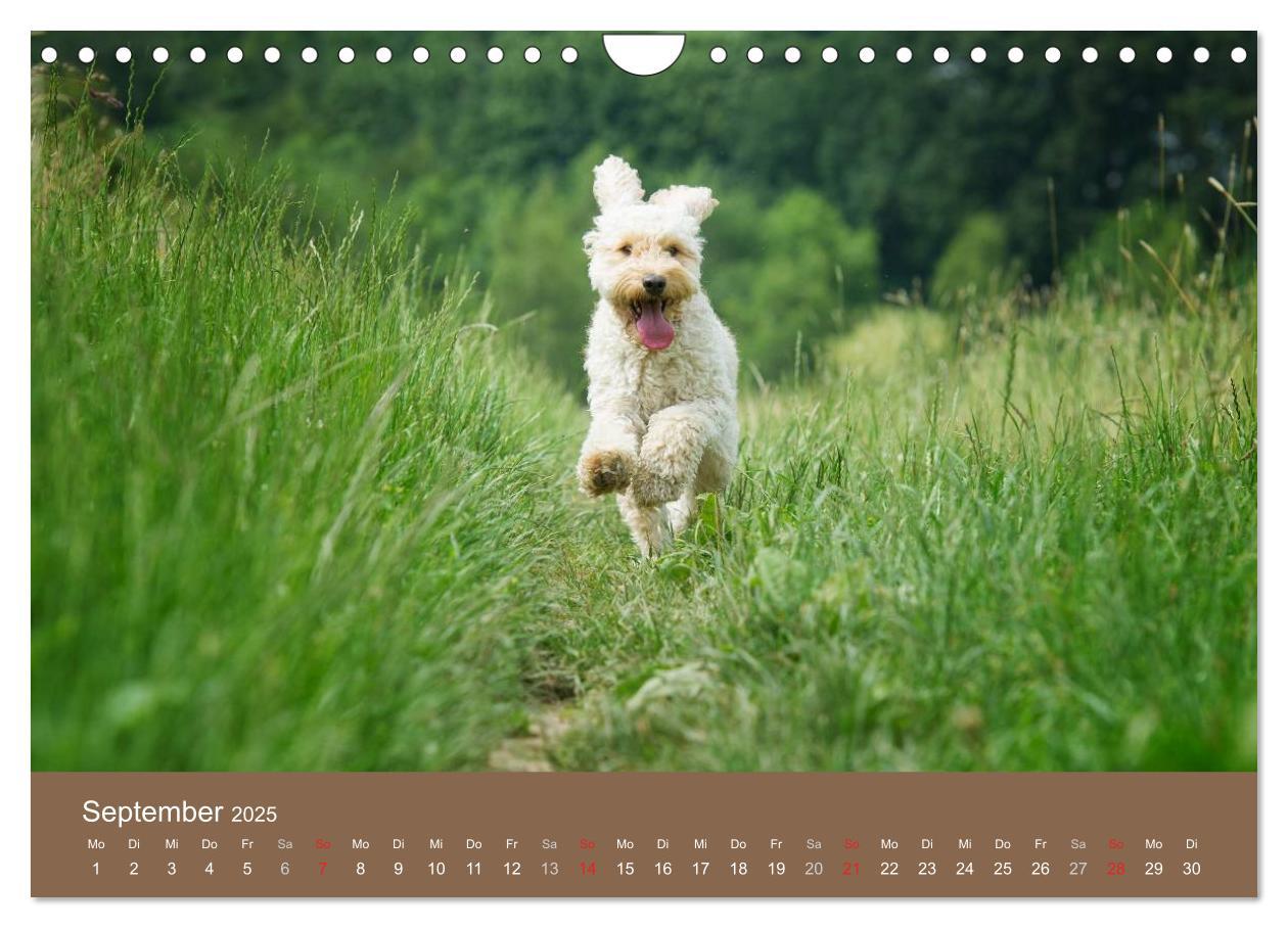 Bild: 9783435743131 | Pudel (Wandkalender 2025 DIN A4 quer), CALVENDO Monatskalender | Noack