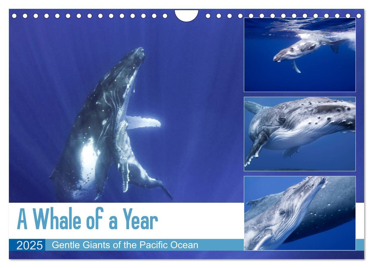 Cover: 9781325948321 | A Whale of a Year (Wall Calendar 2025 DIN A4 landscape), CALVENDO...