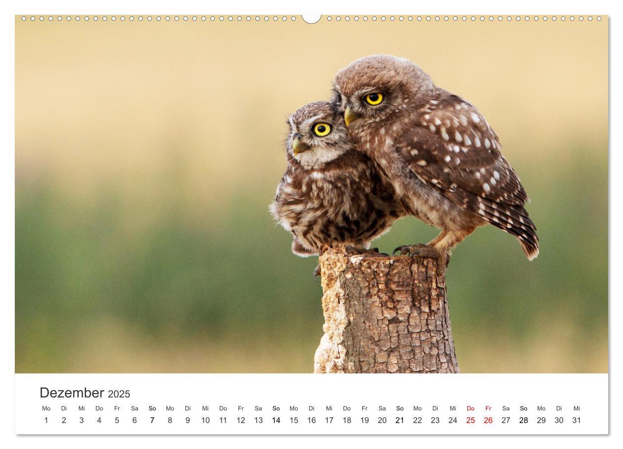 Bild: 9783435040766 | Vogelwelt - Die Könige der Lüfte. (Wandkalender 2025 DIN A2 quer),...