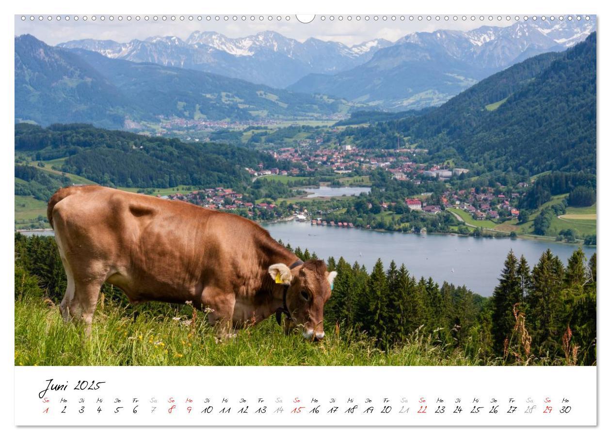 Bild: 9783435629565 | Oberallgäuer Landschaft (Wandkalender 2025 DIN A2 quer), CALVENDO...