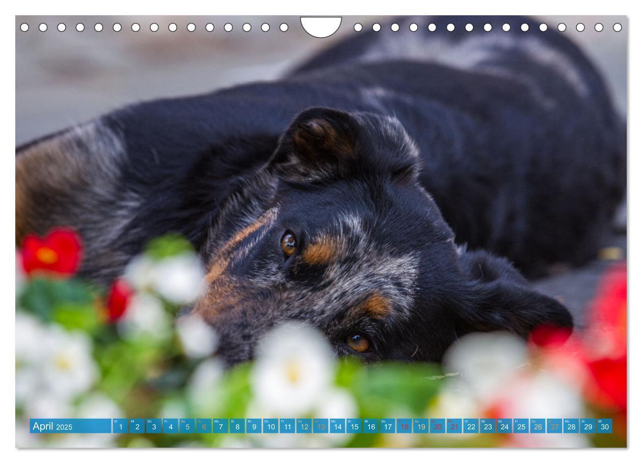 Bild: 9783457197196 | Der Beauceron (Wandkalender 2025 DIN A4 quer), CALVENDO Monatskalender