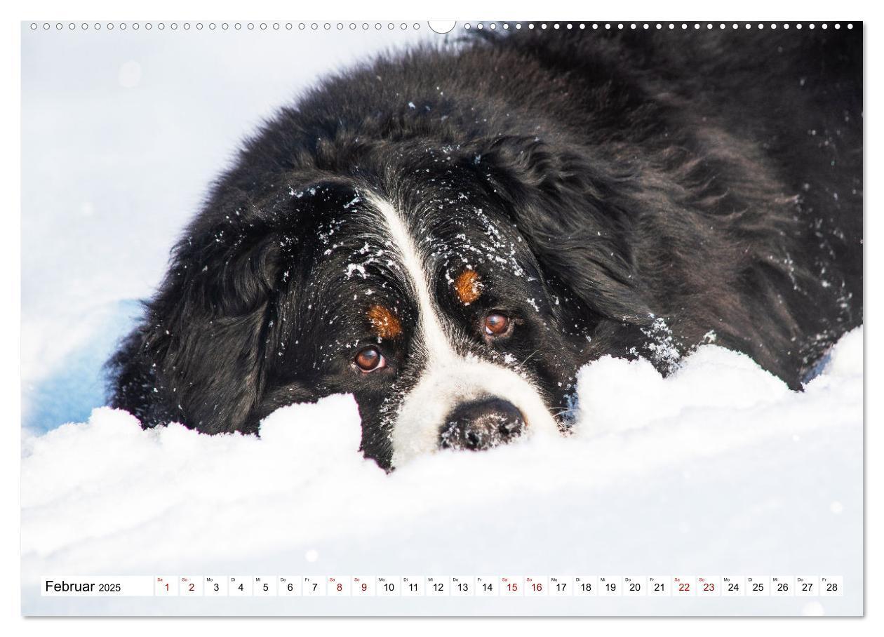 Bild: 9783383924613 | Berner Sennenhund - Eine Liebe für´s Leben (Wandkalender 2025 DIN...