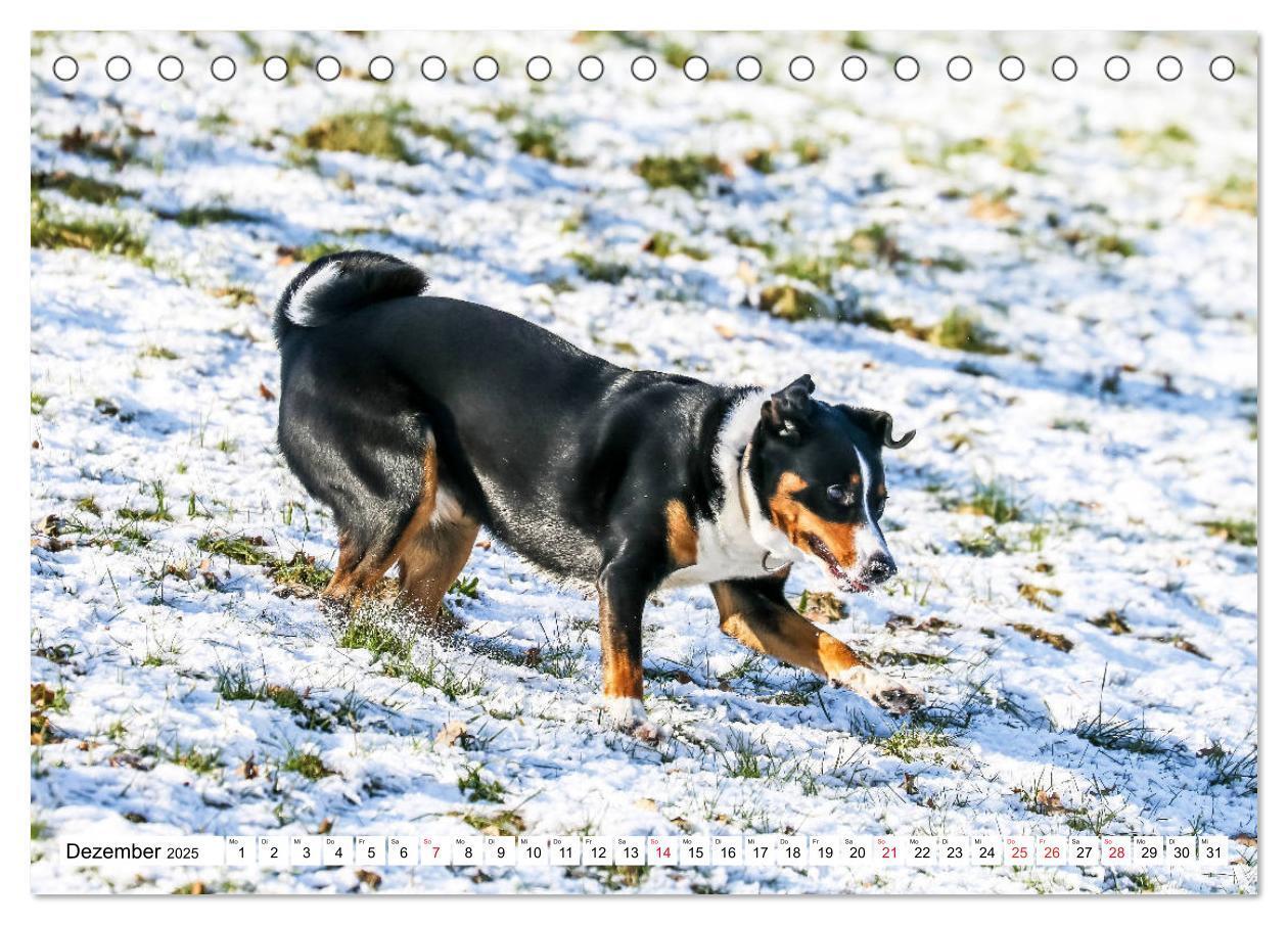 Bild: 9783435331550 | Appenzeller Sennenhunde (Tischkalender 2025 DIN A5 quer), CALVENDO...