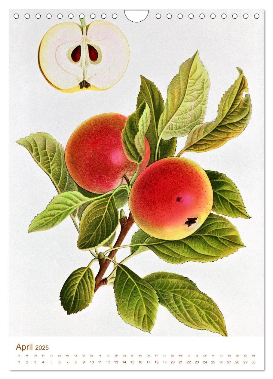 Bild: 9783457046630 | Obstbäume: Botanische Zeichnungen und historische Stiche...