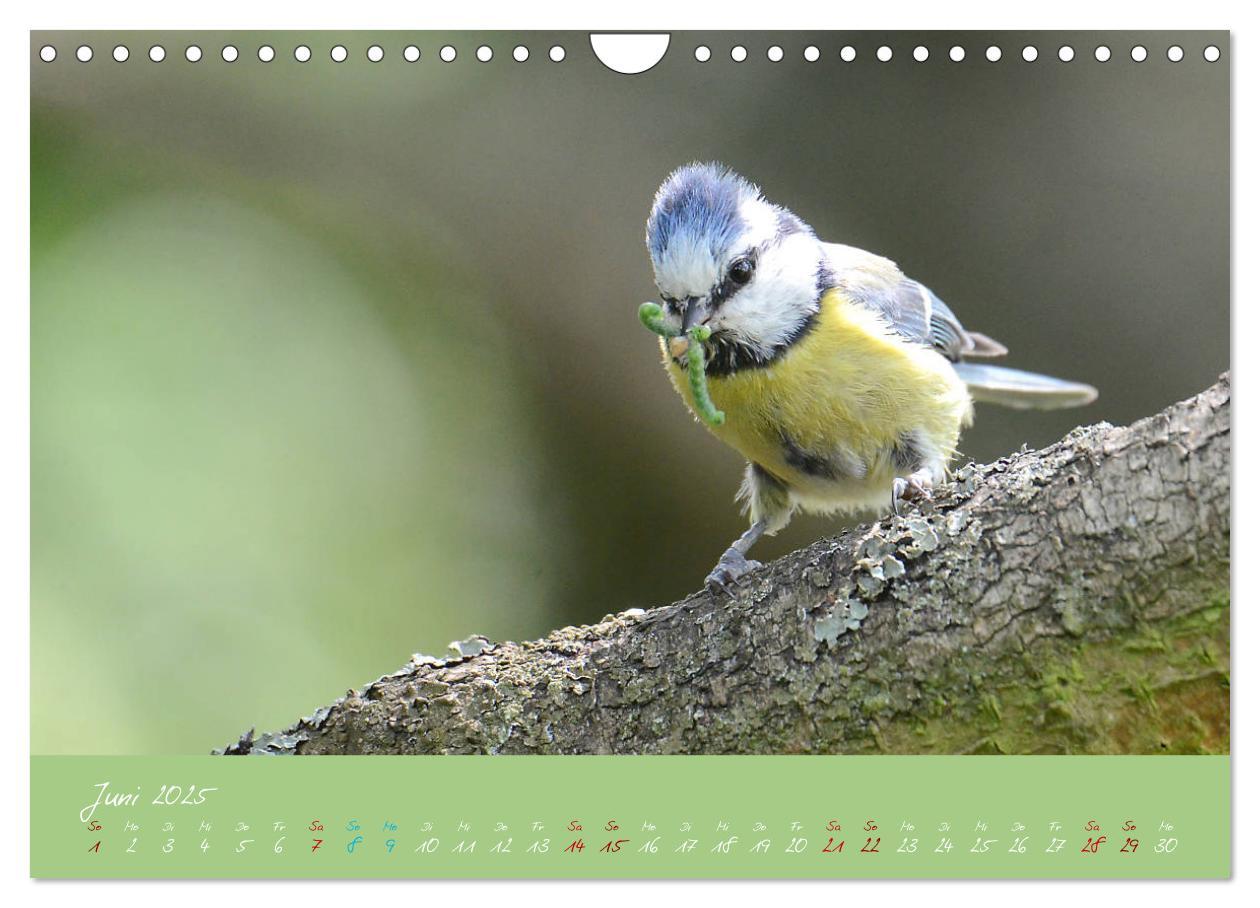 Bild: 9783435260041 | Die Blaumeise, Gast in unserem Garten (Wandkalender 2025 DIN A4...