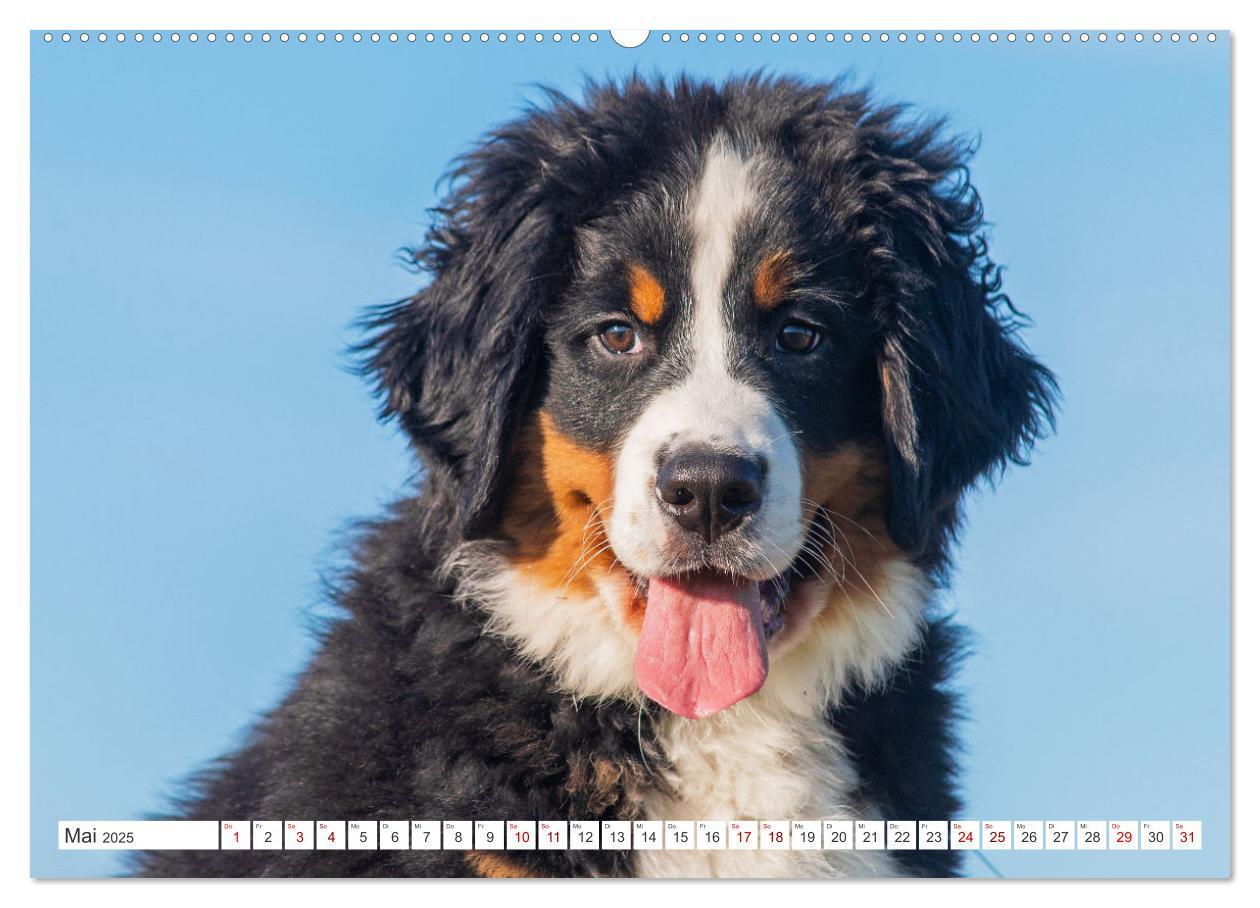 Bild: 9783383848292 | Berner Sennenhund - Ein Freund auf vier Pfoten (Wandkalender 2025...