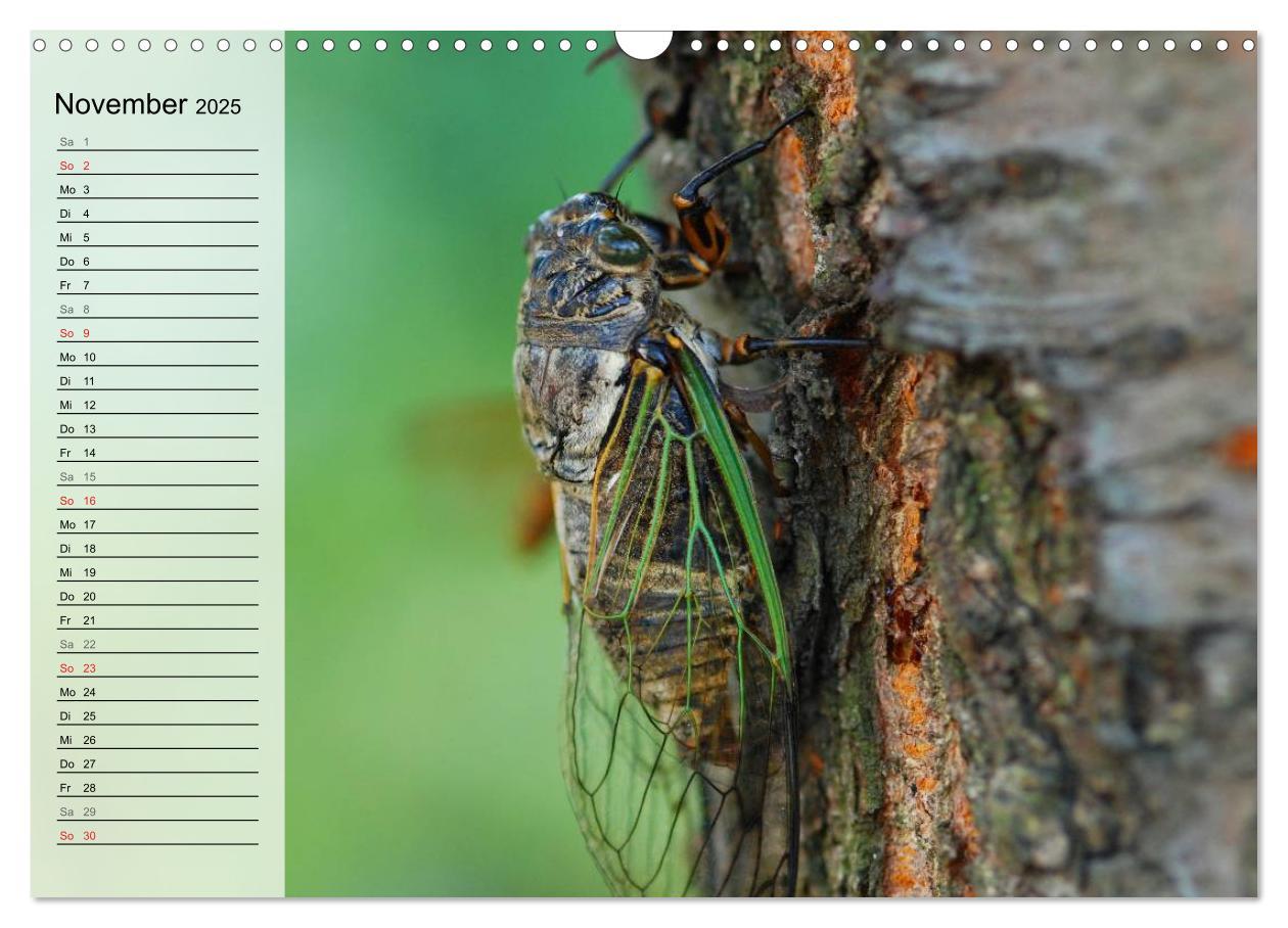 Bild: 9783435488971 | Die geheimnisvolle Welt der Insekten (Wandkalender 2025 DIN A3...