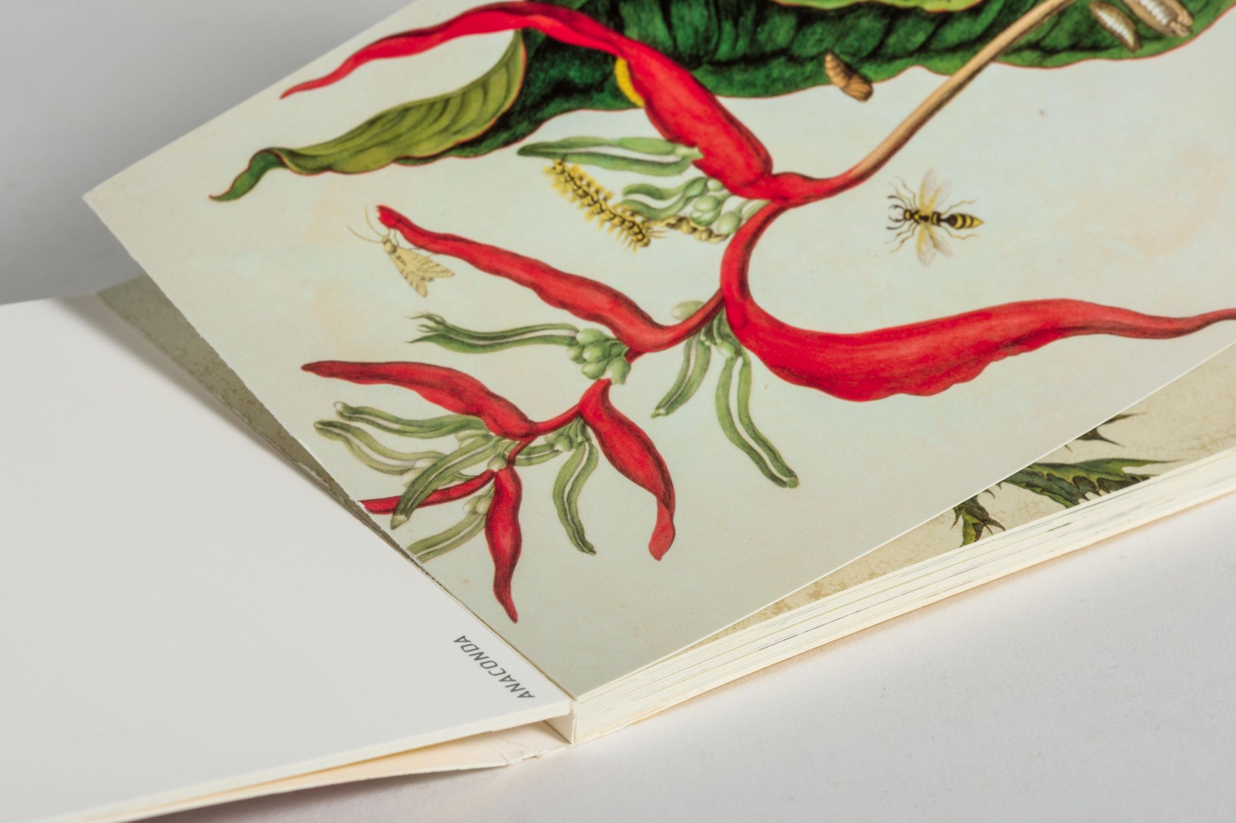 Bild: 9783730610695 | Postkarten-Set Maria Sibylla Merian | Maria Sibylla Merian | Buch