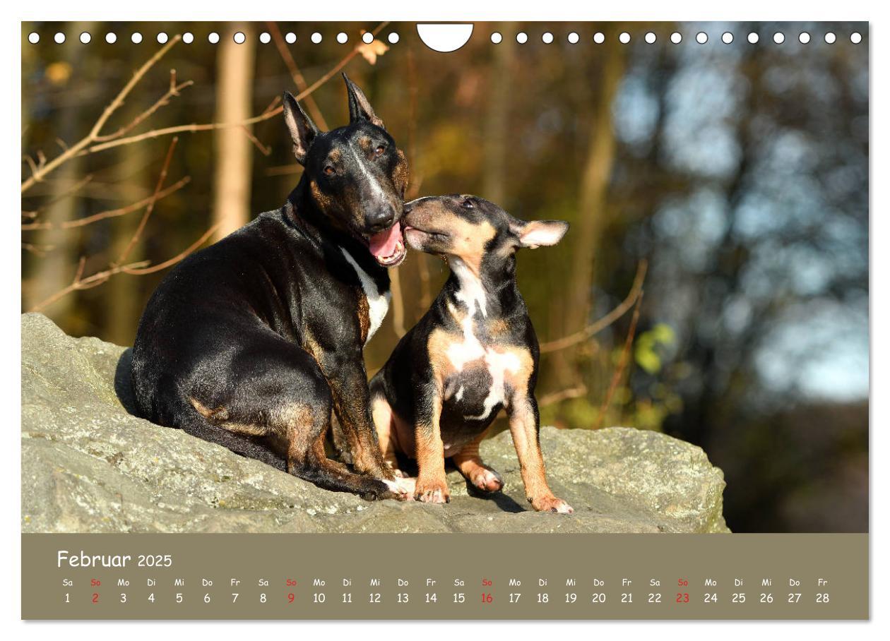 Bild: 9783435314577 | Einmal Bullterrier - immer Bullterrier (Wandkalender 2025 DIN A4...