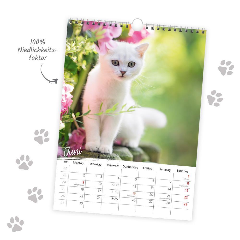 Bild: 9783988022035 | Trötsch Classickalender Liebste Katzen 2025 | Wandkalender | KG | 2025