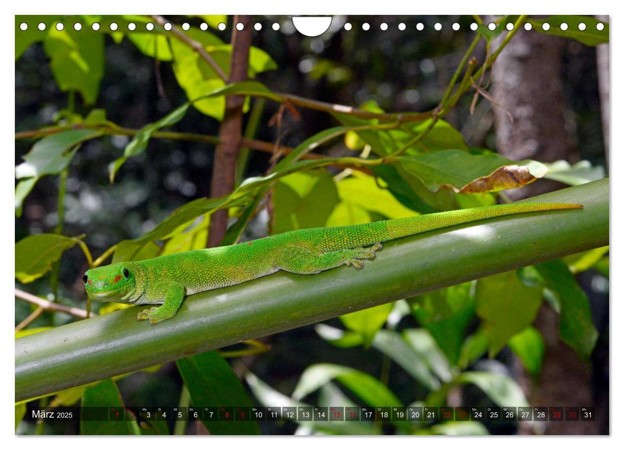 Bild: 9783435280896 | Reptilien auf Madagaskar (Wandkalender 2025 DIN A4 quer), CALVENDO...