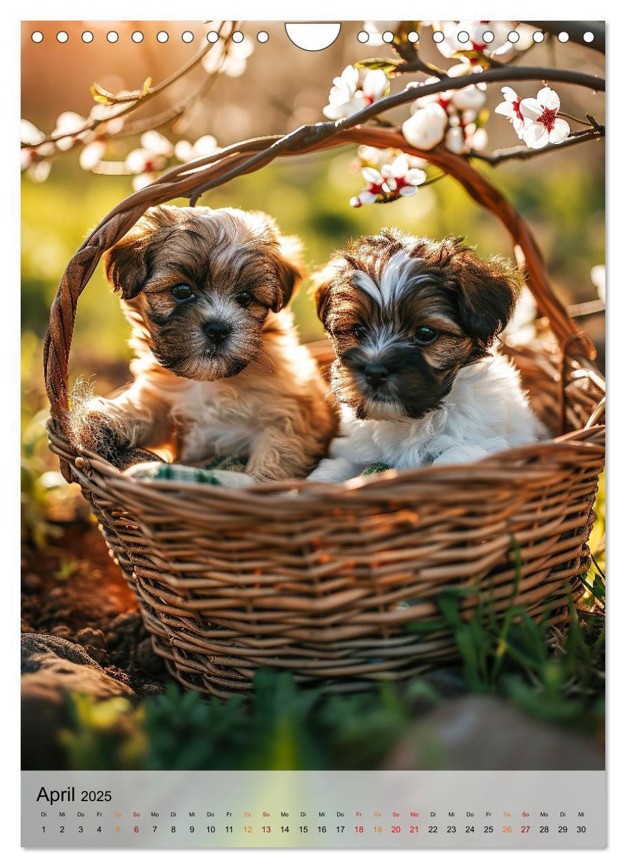 Bild: 9783383765315 | Shih Tzu - immer im Mittelpunkt (Wandkalender 2025 DIN A4 hoch),...