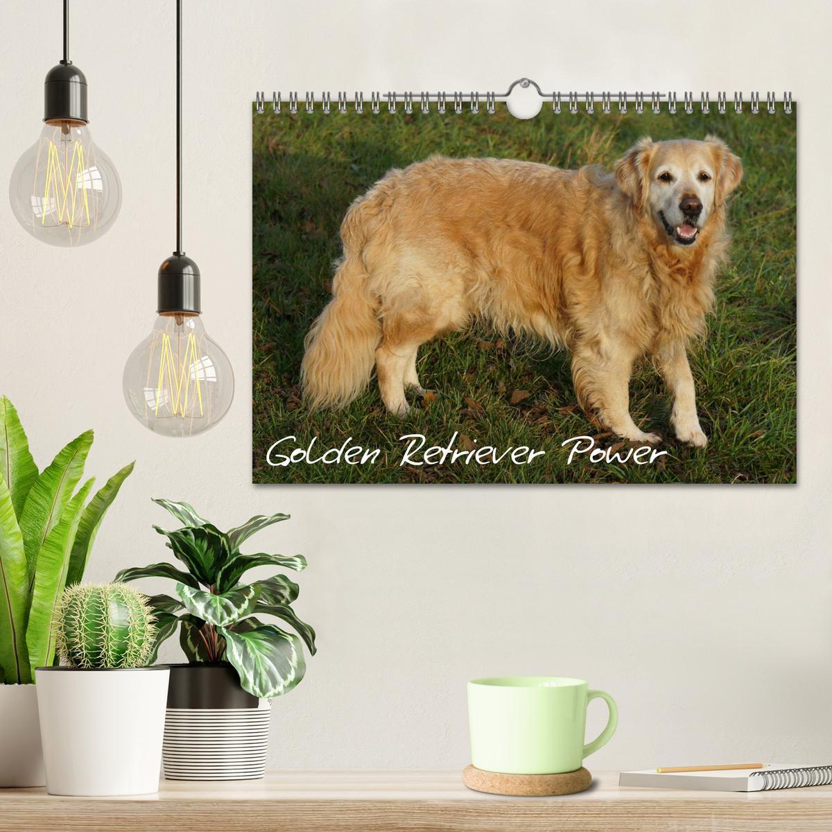 Bild: 9783435841028 | Golden Retriever Power (Wandkalender 2025 DIN A4 quer), CALVENDO...