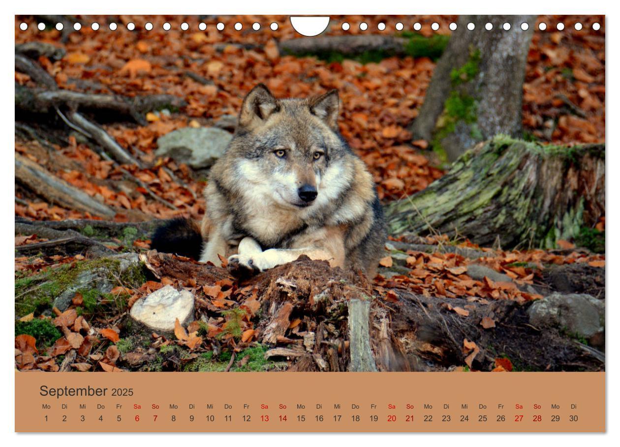 Bild: 9783435393817 | Begegnungen DER WOLF (Wandkalender 2025 DIN A4 quer), CALVENDO...