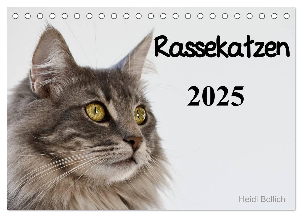 Cover: 9783435705290 | Rassekatzen 2025 (Tischkalender 2025 DIN A5 quer), CALVENDO...