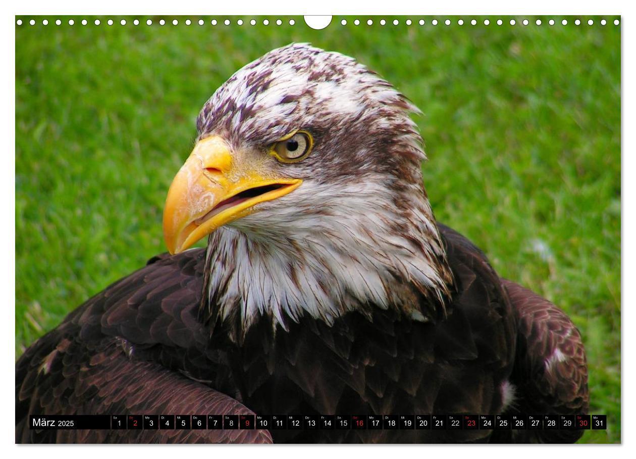 Bild: 9783435517886 | Weißkopfseeadler. Symbol der Freiheit (Wandkalender 2025 DIN A3...