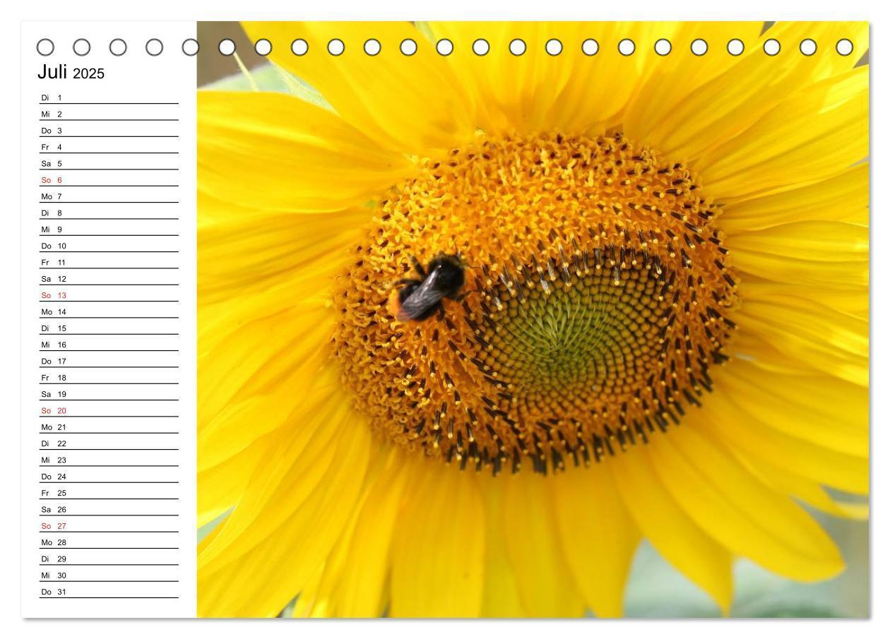 Bild: 9783435537150 | Sonnenblumen Impressionen (Tischkalender 2025 DIN A5 quer),...