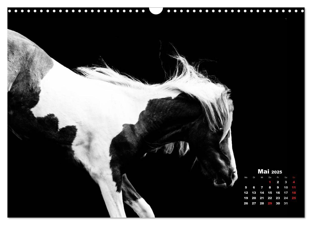 Bild: 9783435630417 | Pferde zwischen Licht und Schatten (Wandkalender 2025 DIN A3 quer),...