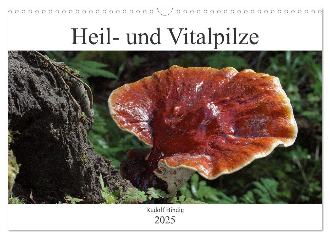 Cover: 9783435100286 | Heil- und Vitalpilze (Wandkalender 2025 DIN A3 quer), CALVENDO...