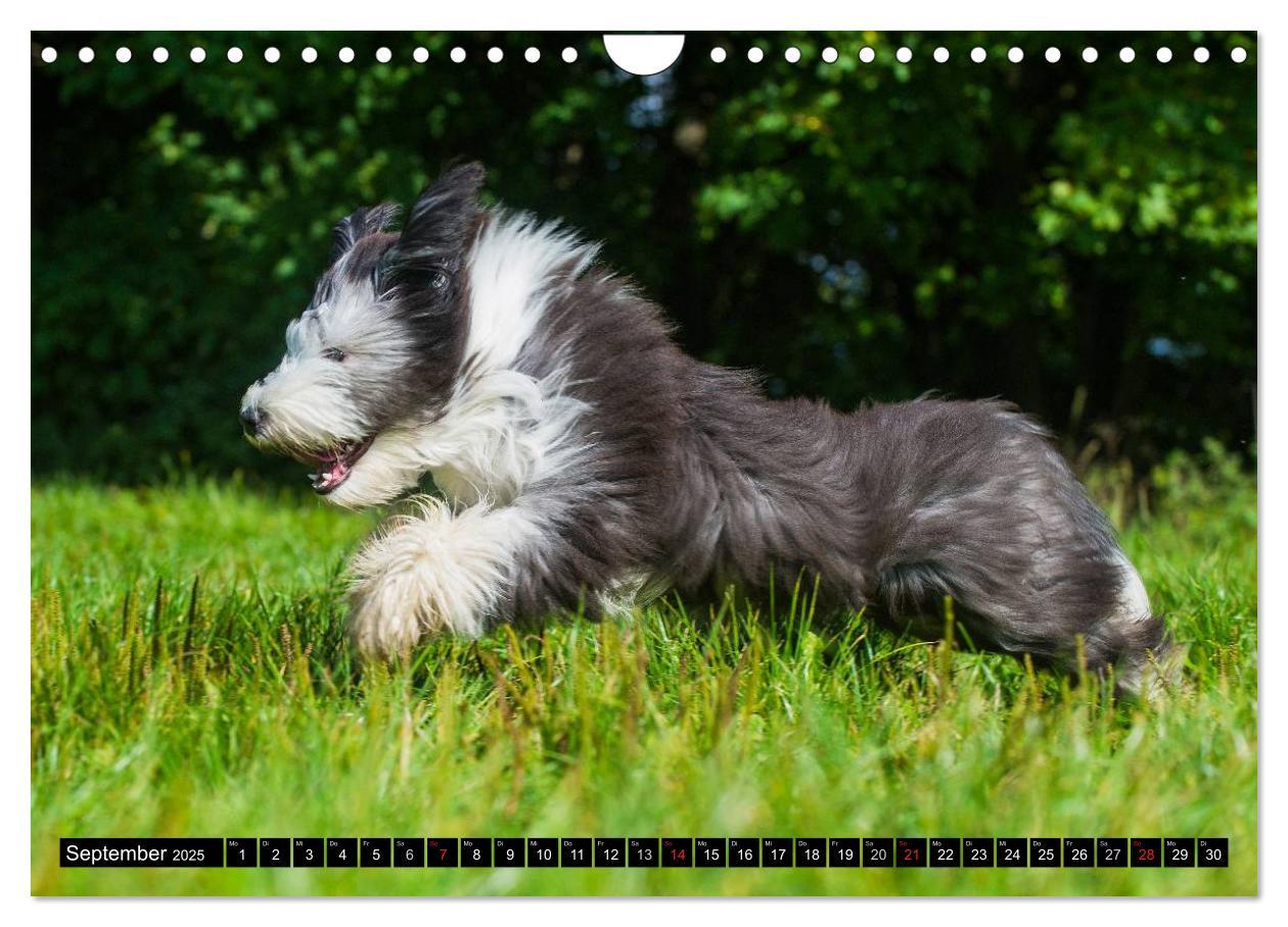 Bild: 9783435573851 | Liebenswerter Clown Bearded Collie (Wandkalender 2025 DIN A4 quer),...