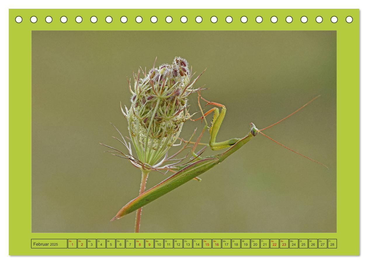 Bild: 9783435149483 | Die Gottesanbeterin Mantis Religiosa (Tischkalender 2025 DIN A5...