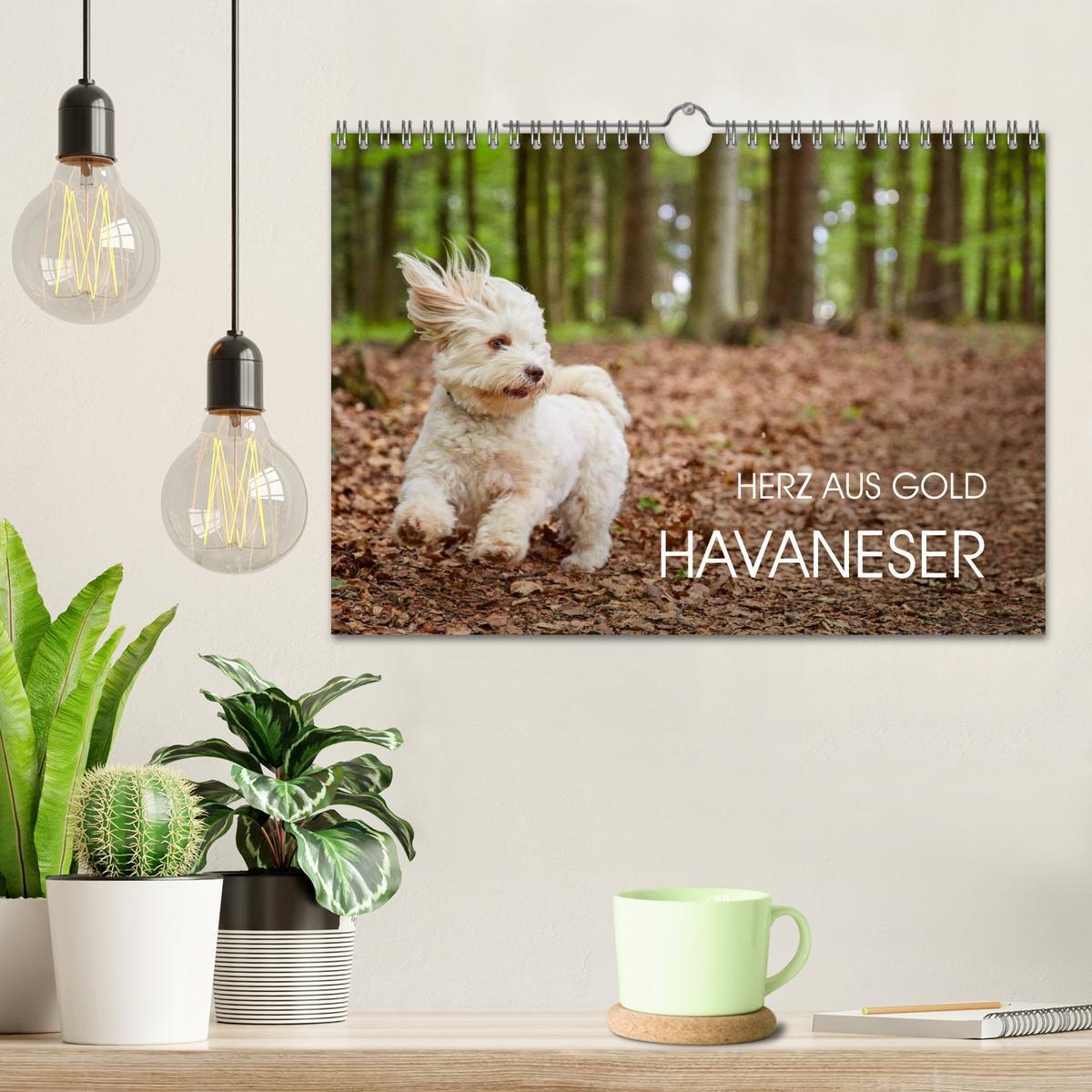 Bild: 9783435504213 | Havaneser - Herz aus Gold (Wandkalender 2025 DIN A4 quer), CALVENDO...